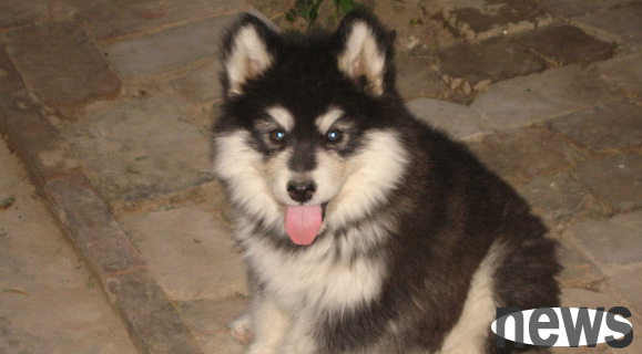 The puppy has this disease, which indicates that the schizolid has long been 