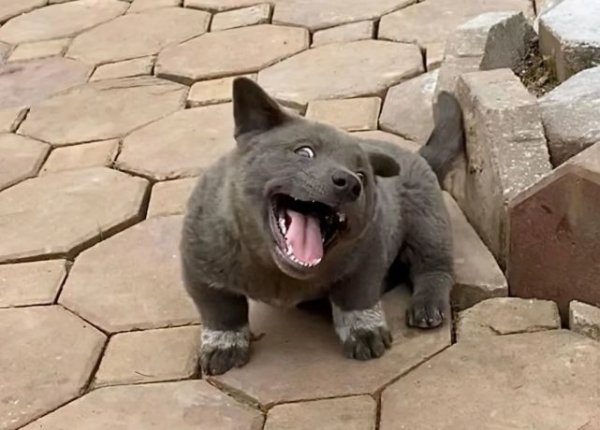 Yingzi Pet | Do you still remember this dog that looks like a cat?它长大了，身世之谜也被揭开了