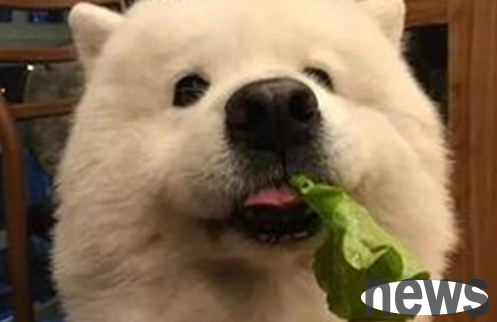 What vegetables do dogs eat to moisten their intestines? How to moisten the intestines?