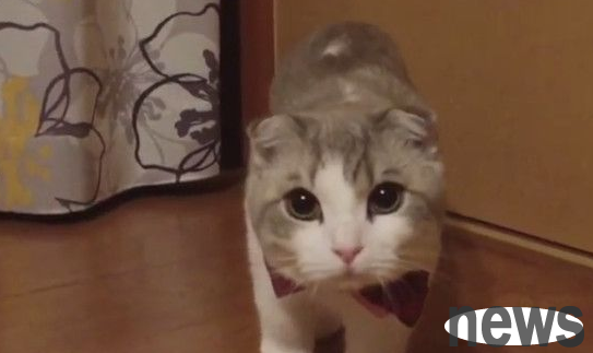 The cute cat heard the owner s name and showed half of his face from the curtains.