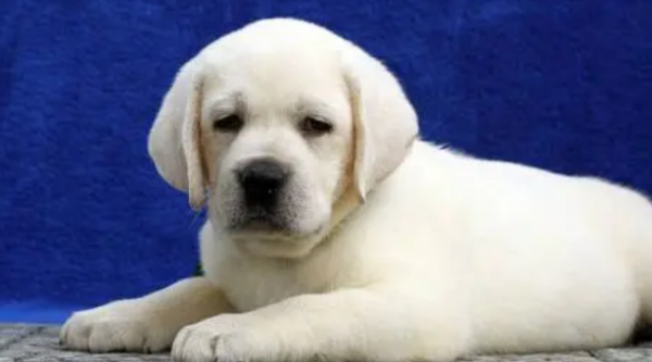Dogs have diarrhea and don’t eat them? What are the reasons?