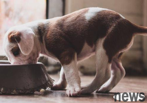 5 things you can t do to your dog, what do you know?