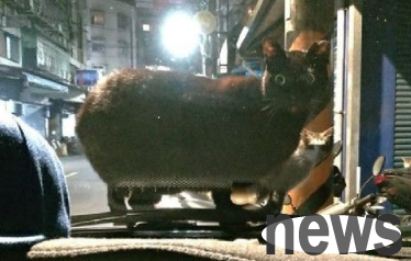 Fat cat descends on the hood and the big eyes are dull. Why are there anyone here?