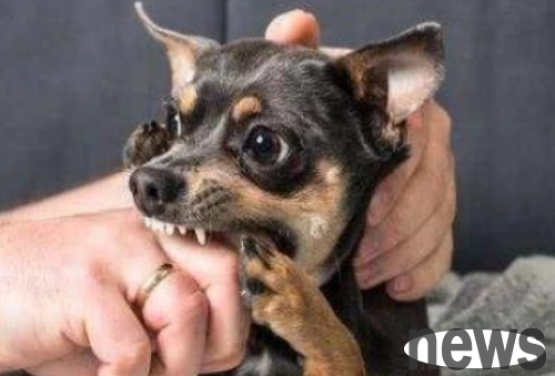 Dogs roar and yell and disturb the people? Learn these 6 tricks and easily grasp them!