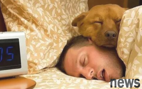 Do dogs like to 