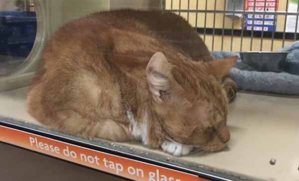 Cat slaves buy cat food for their beloved cats and fall in love with the orange cat to be adopted at first sight