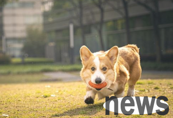 Dogs with these five characteristics show that they are here to repay their kindness, please don’t be unclear