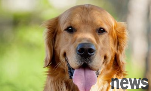 How to determine whether a dog has toxoplasmosis?