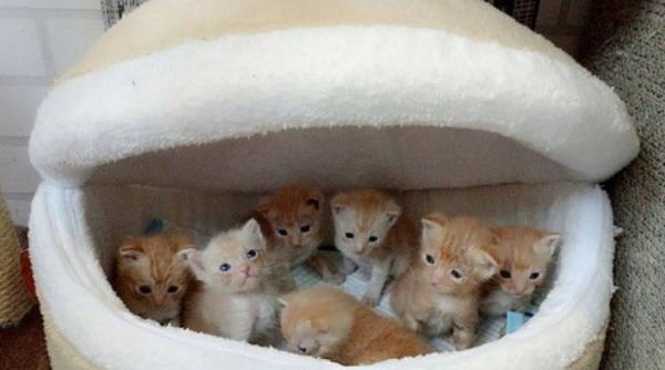 7 cute cats hide and cat nests to keep warm, and the quilt looks like a ha-boy