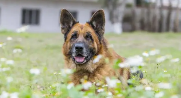 What should military dogs do after they retire? If you want to adopt, you need to consider clearly