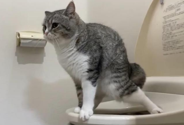 The owner caught a cat pooping on the toilet and was proficient in movements! Netizen: Show it to my dog!