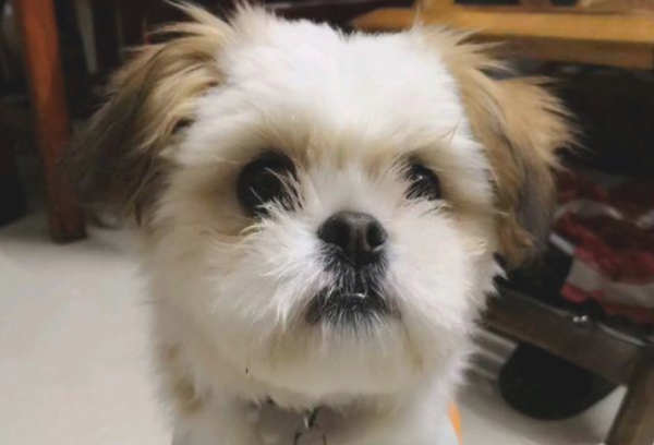 When walking the cat and the dog, the stray dog ​​was followed by it. After the girl fed it some dog food, she was extremely fierce when she saw it.