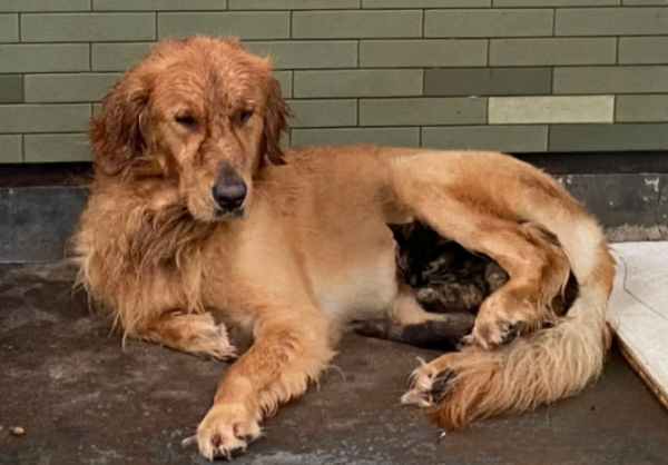 My dog ​​has a stray cat outside. It s raining, and it s still holding the cat in its arms to cover the rain.