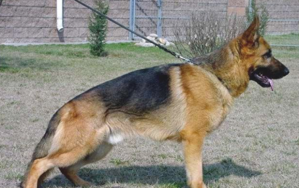These 6 giant dogs were scared when the thieves saw them!