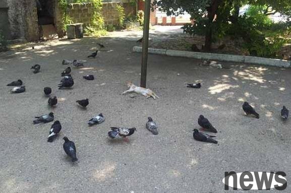 The cat is sleeping in the park | A cat s enlightenment: sleeping carelessly in the park When you wake up, you find yourself surrounded!