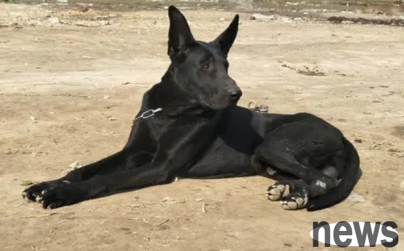 How to train a black wolfdog?