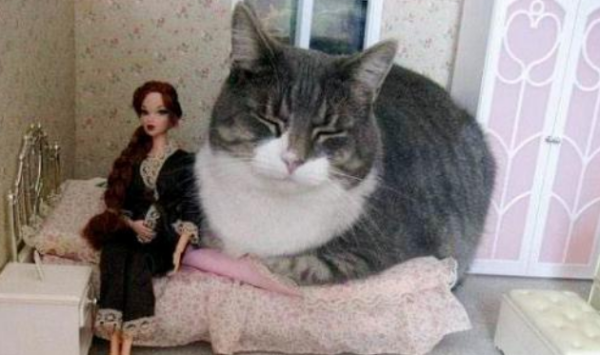 Giant cats invade the human world? If you occupy a house and stay in bed, humans dare not speak out!