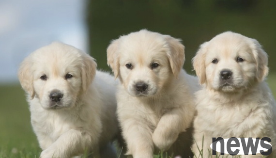 6 major feeding rules for puppies, things to note when raising pets!