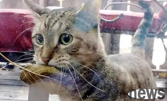 I suspect that what I raise is not a cat, but a dog: A psychological analysis of cats  