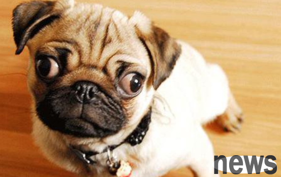 How to deal with dogs taking 84 disinfectant by mistake? Come and get it