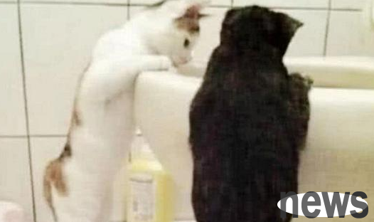 The woman was preparing to wash up in the morning and found the cat lying beside the toilet. She walked over and looked at it and was uneasy.