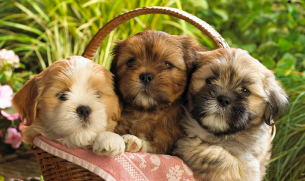 The way to heat up puppies in summer is not easy in summer, so help your dog!