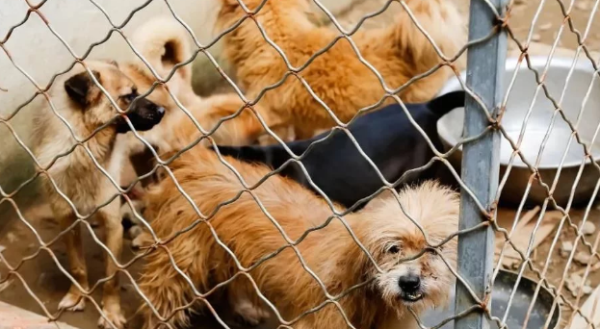 Rescue thousands of stray cats and dogs in 10 years. This post-90s girl never thought of giving up.