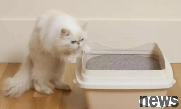 Cat shovelers pay special attention to cleaning and hygiene