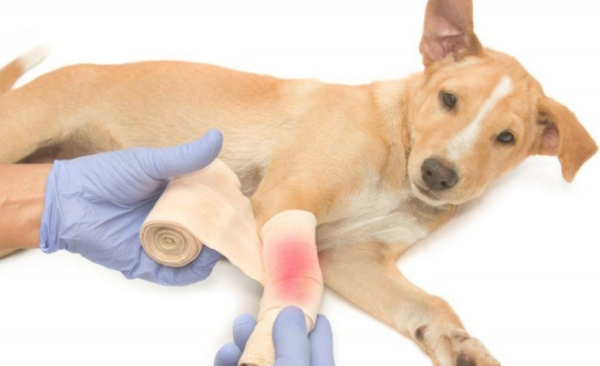How to take care of a dog after a fracture? Come and have a look~