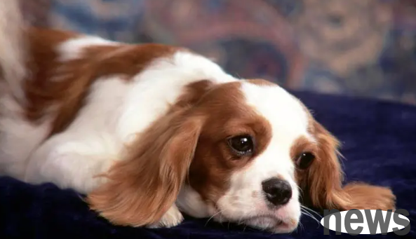 How to tell if a dog has taken rat poison or pesticide? What should I do if I ate it by accident?