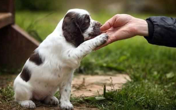 5 Incorrect Views on Raising Dogs in Winter? Don t be misled