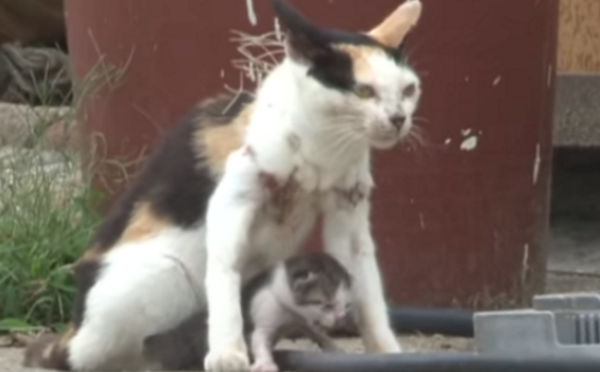 Mom cat and baby cat are entangled in fishing nets and take the baby to find food after pain