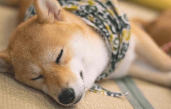 What are the symptoms of dog dermatitis? How should it be prevented?