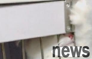 A netizen spent 30 yuan to buy a white cat and returned the product the next day: it is not a cat I can keep!