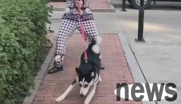 It is very easy to bring these kinds of dogs, but it is especially difficult to bring them home.