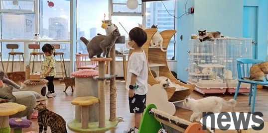 The cat cafe has been unattended for half a month, and it has attracted heated discussion among netizens. Is the cat cafe in Nanjing okay?