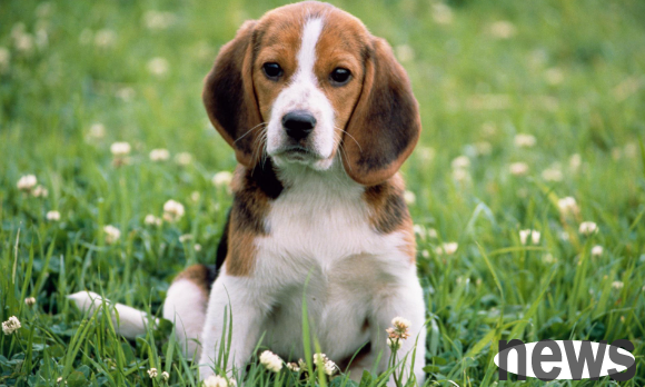 What s wrong with dogs spitting yellow water and foaming? You can learn about it here ~