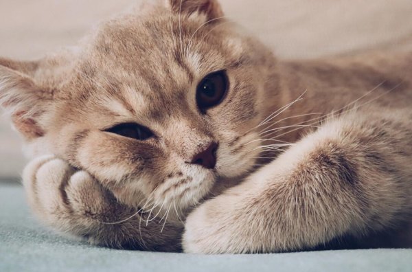 A 17-year-old cat is disliked to be old and thrown away in the hospital. He is so inferior that he doesn t look up at people.