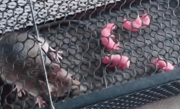 The cat didn t catch mice. After putting a mouse cage, he saw what he caught and couldn t bear to kill him.