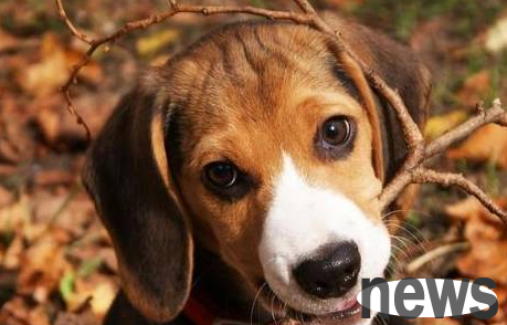 A detailed explanation of this article: Is there any way to improve the lifespan of a dog?