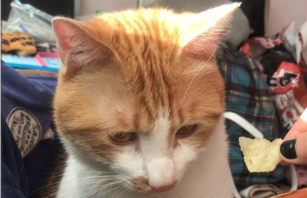 The three wives of Orange Cat died accidentally. When Orange Cat brought the female cat home again, the owner refused to let him enter the house.