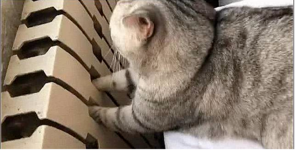 The cat screamed in the living room, thinking it was bullied by Erha again