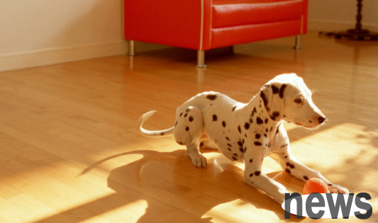 How to change the random biting of a spotted dog? Use the right method