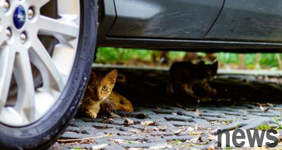 The cute cat who survived under the hood became this kind of virtue after being adopted by a kind person