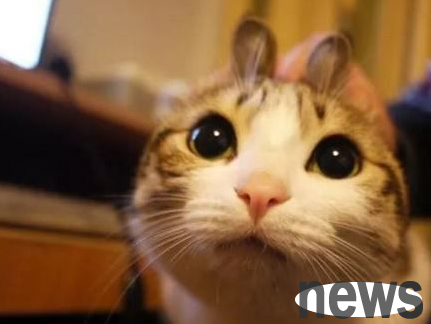 Do you pay 700,000 yuan in debt? Have you collected these internet celebrity cats?