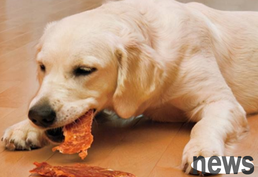 Can dogs eat chicken breasts every day? See here for details