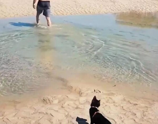 The owner was flowing across the river. The black cat watched for a while and calmly followed, and his posture made the owner smile on the shore!