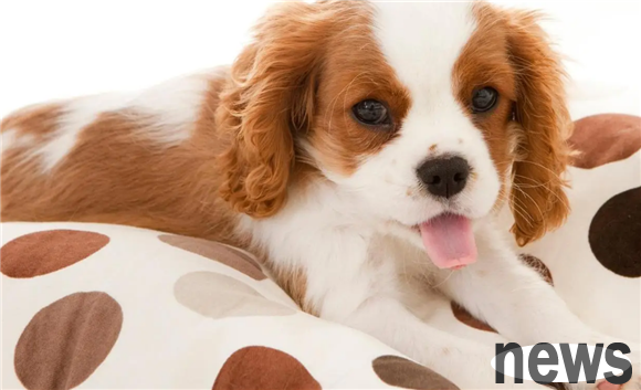 Do dogs don t have collarbone? This is the truth