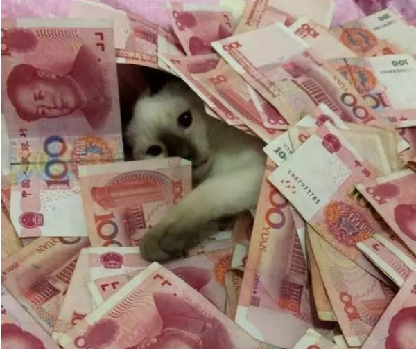 A cat in Chengdu was crying when eating chili peppers secretly? These big shots in the cat world are more powerful than the other one!