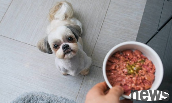 Can dogs eat rice and dog food? OK